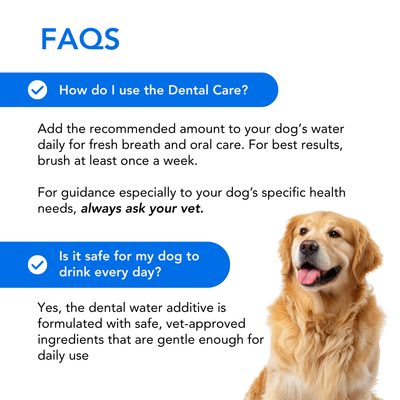 Dental Care